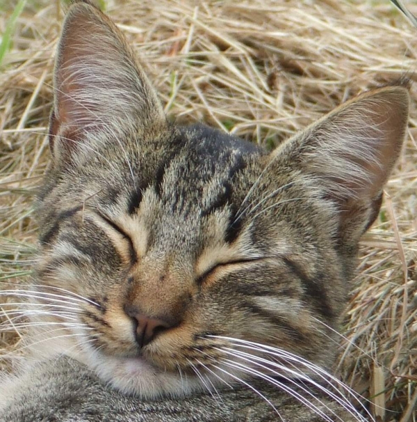 muis.JPG