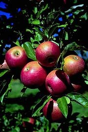 appelboom.jpg