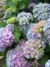 Hortensia's 2<br />