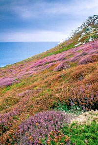 bretagne_heide.jpg