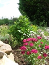 Flowers.jpg<br />