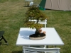 Bonsai mee op vakantie<br />