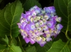 Paarse hortensia<br />